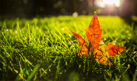 Recibiendo el comienzo del otoño: un cambio estacional en la energía y el medio ambiente
